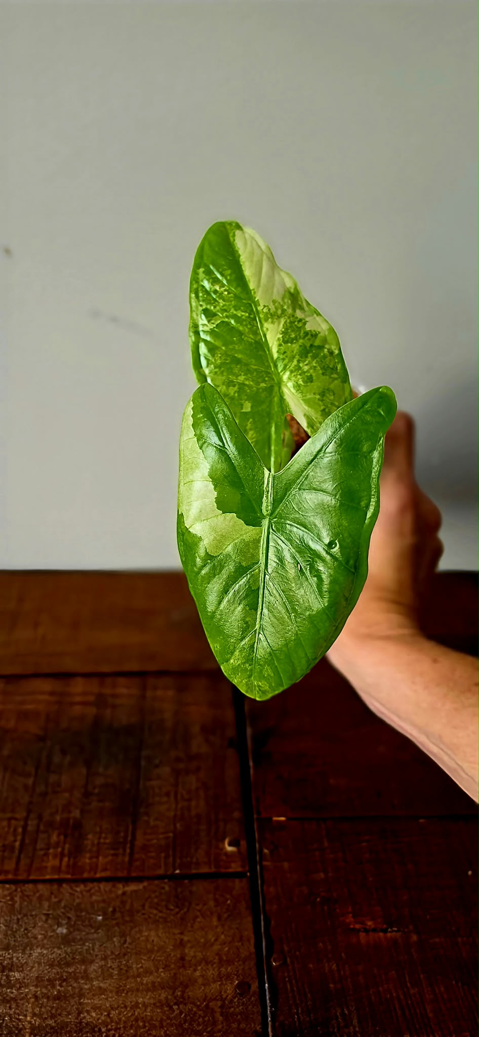 Alocasia Fornicata Albo Variegata