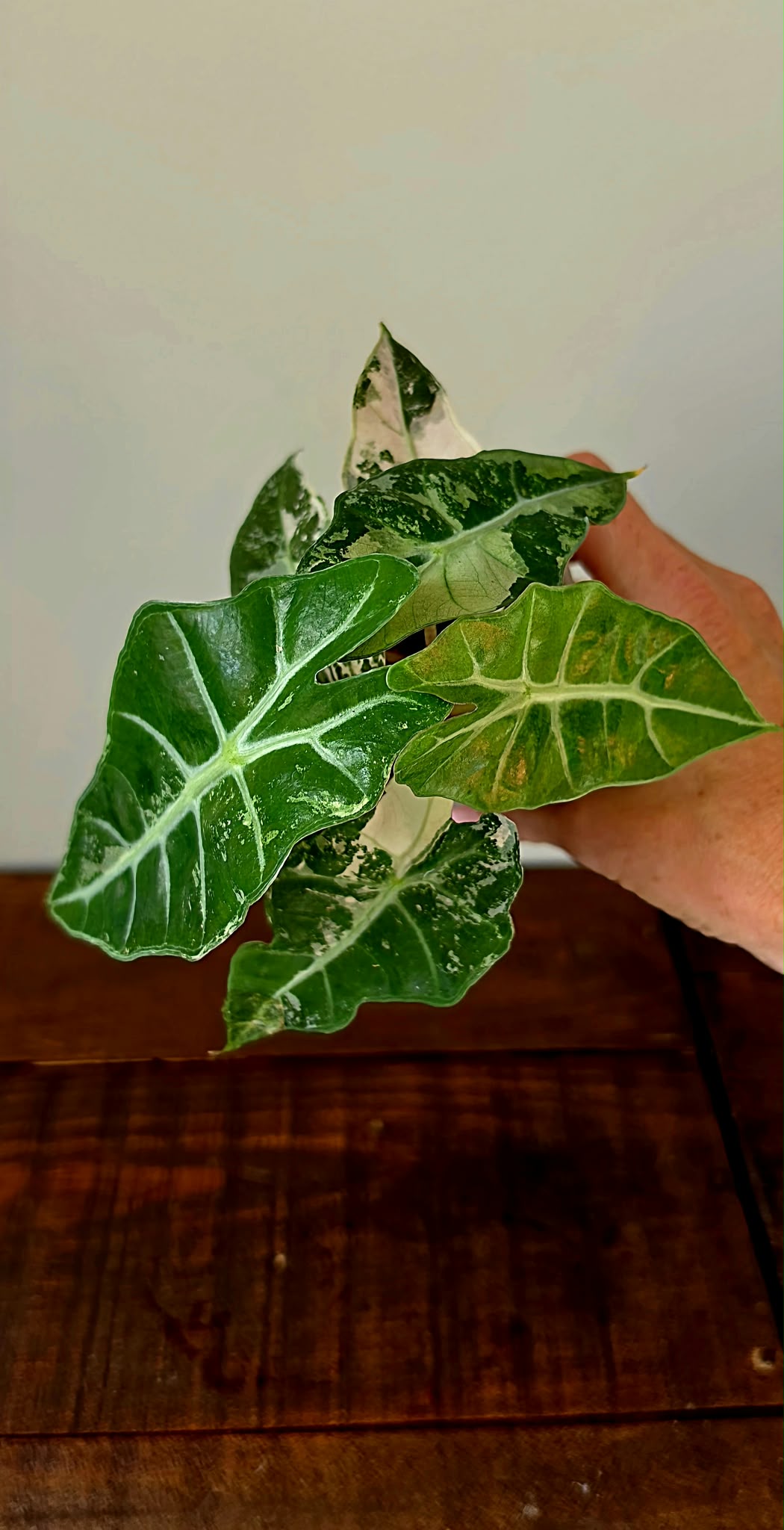 Alocasia Polly Pink Variegata