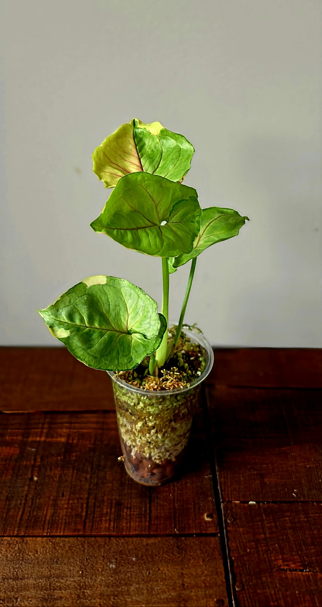 Syngonium Mango Allusion