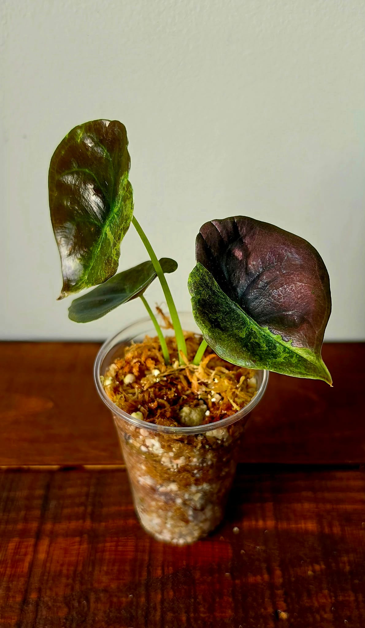 Alocasia Cuprea Mutation
