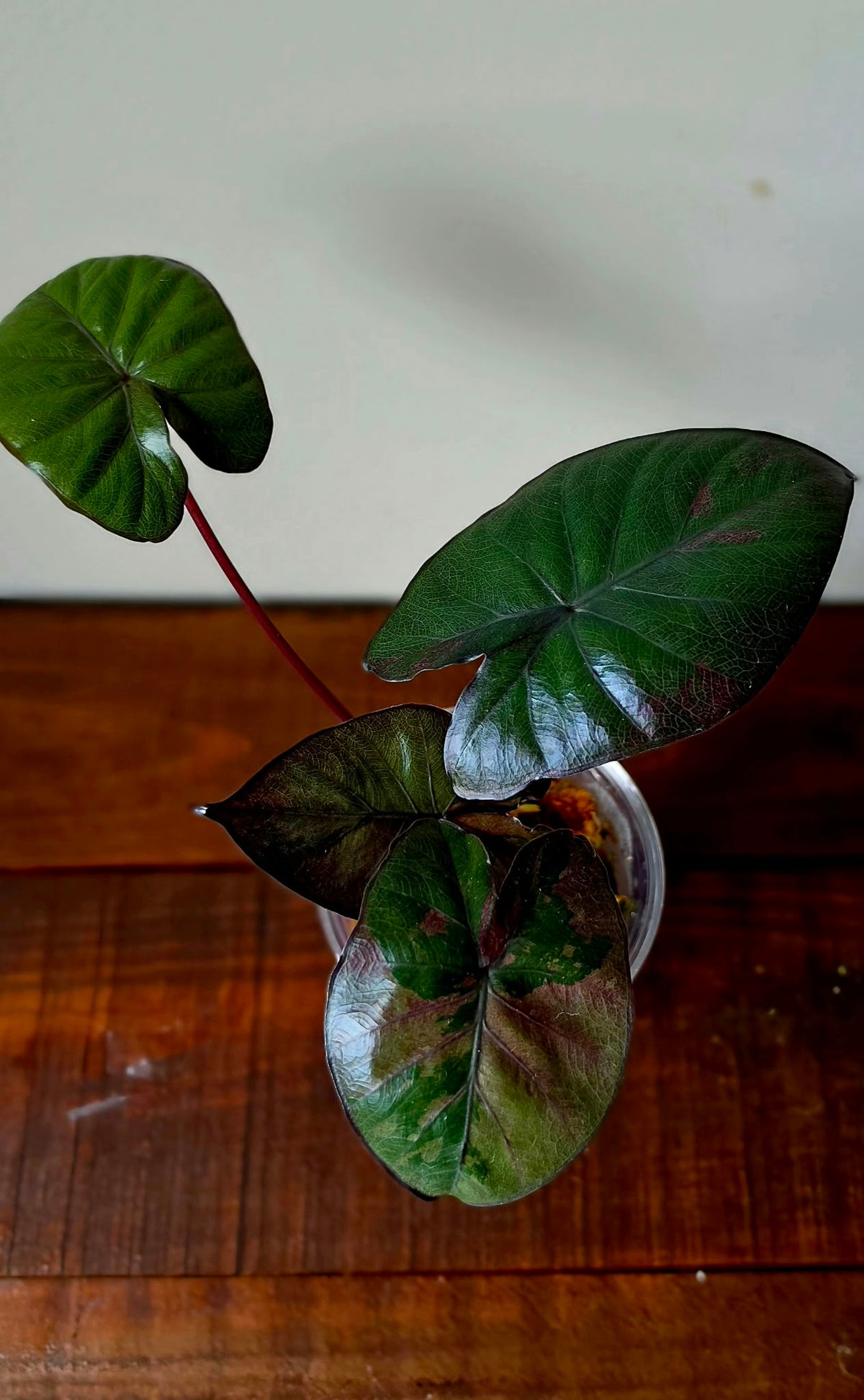 Alocasia Serendipity Pink