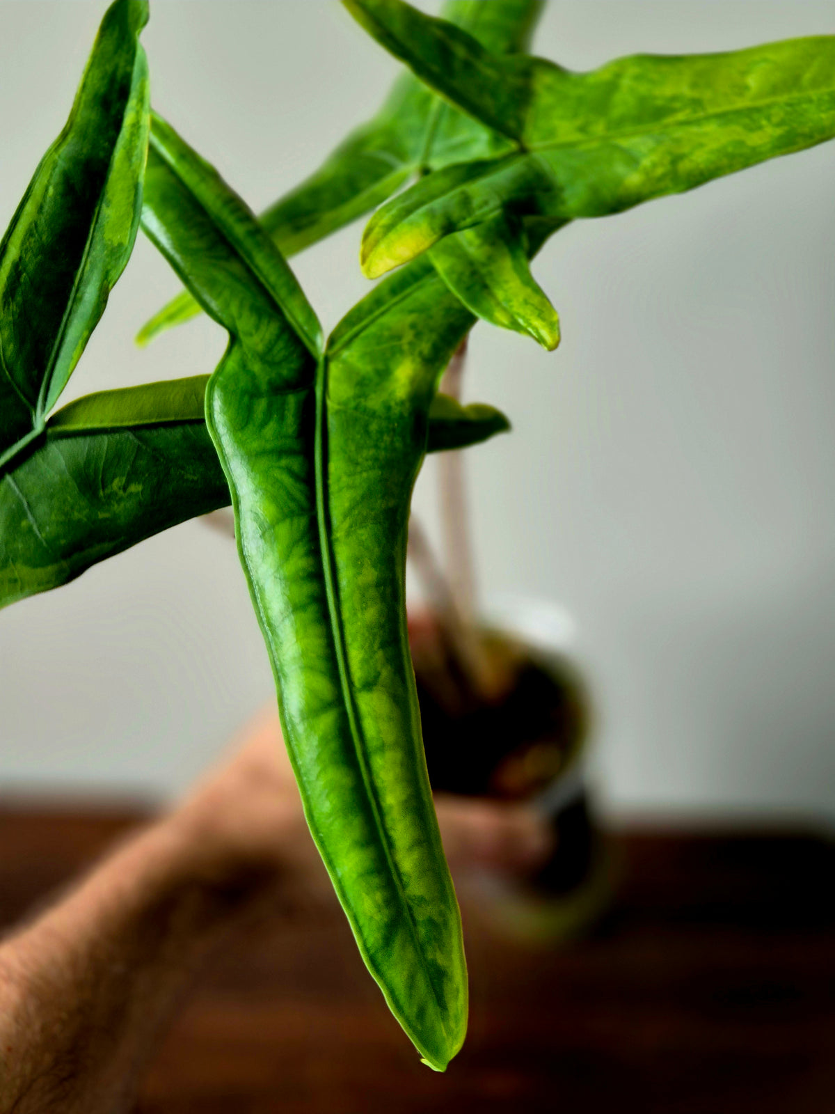 Alocasia Tigrina Variegata