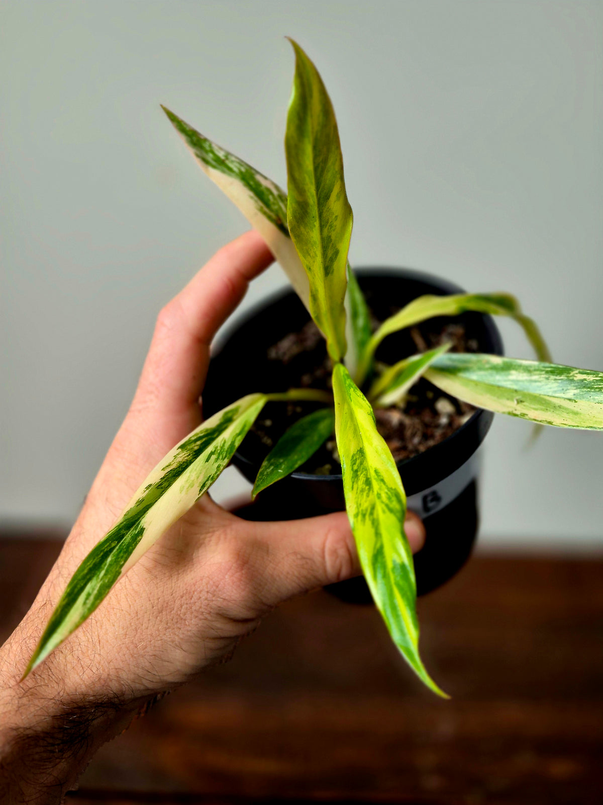 Philodendron Caramel Marble