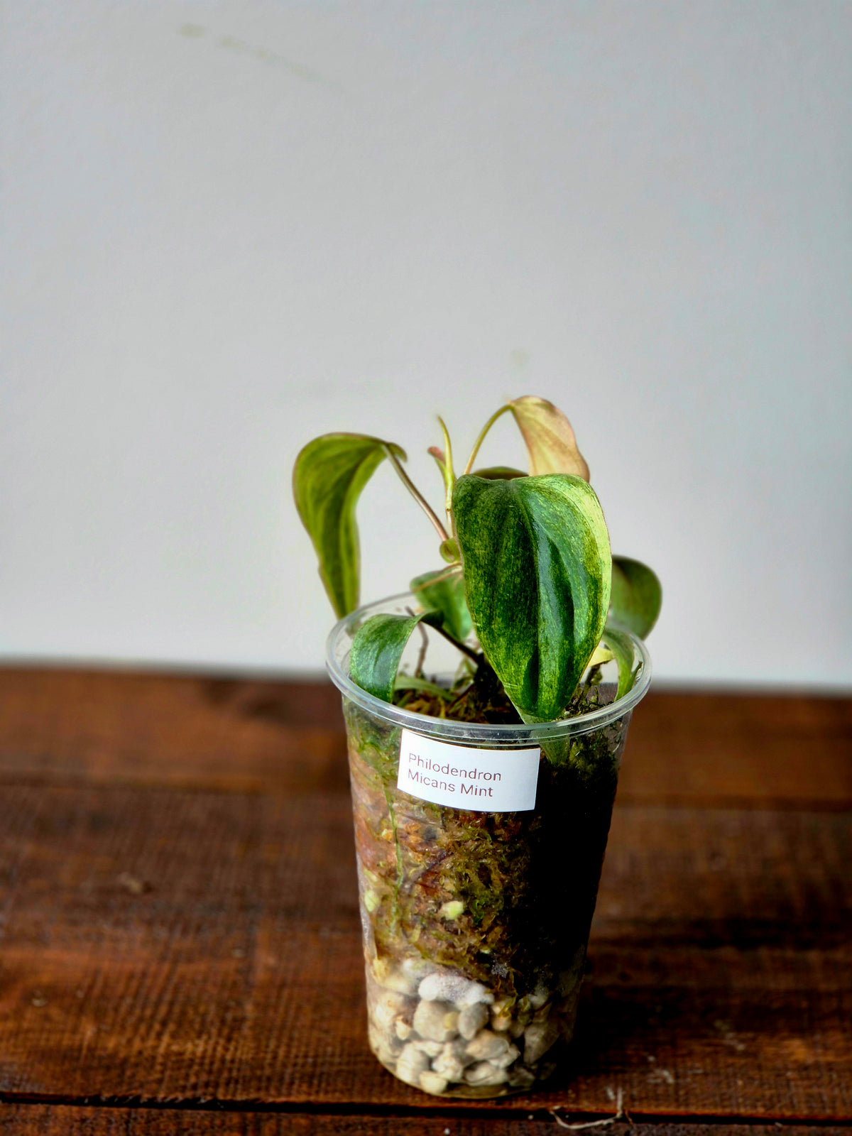 Philodendron Micans Mint Variegata