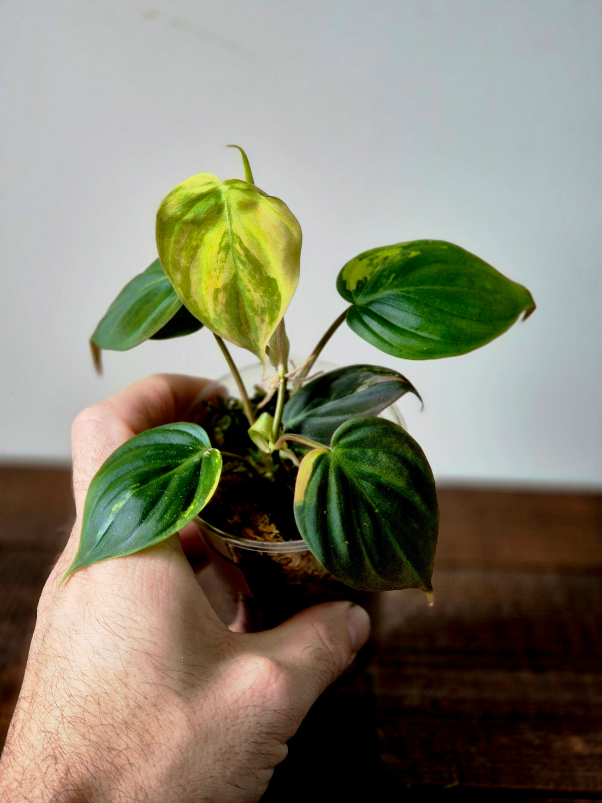 Philodendron Micans Variegata