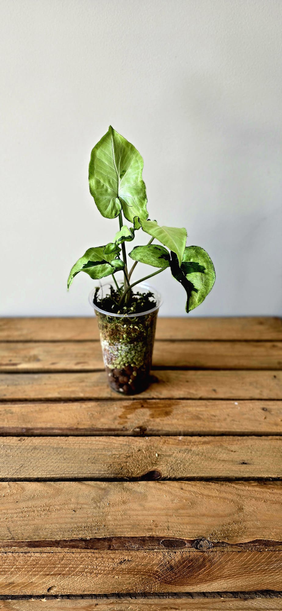 Syngonium Green Beauty Lava