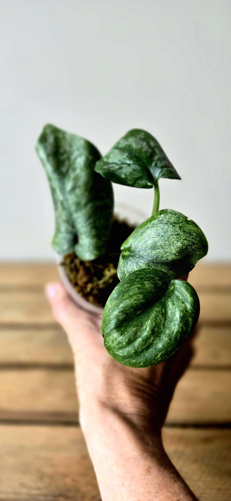 Scindapsus Exotica variegata