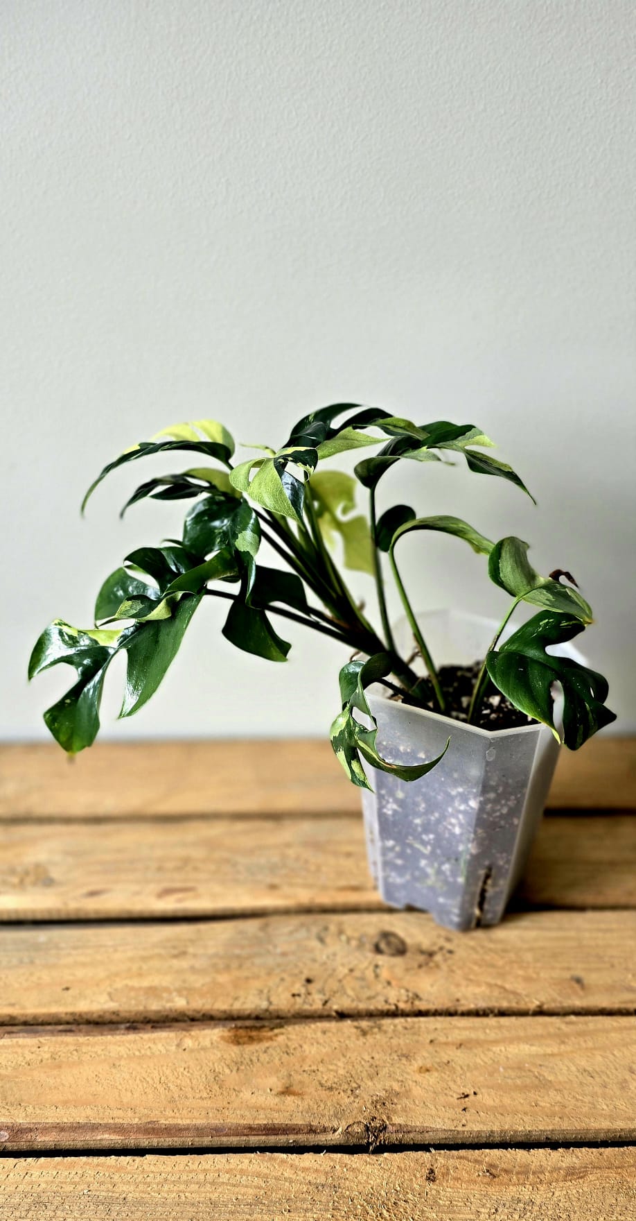 Rhaphidophora Tetrasperma Aurea Variegata