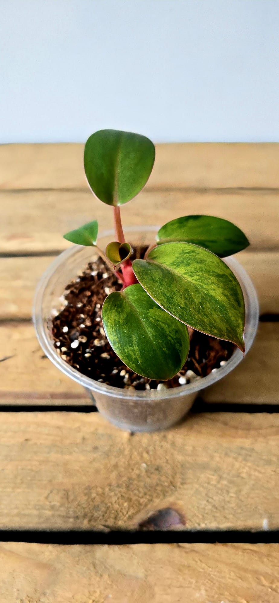 Philodendron Yellow Congo Variegata
