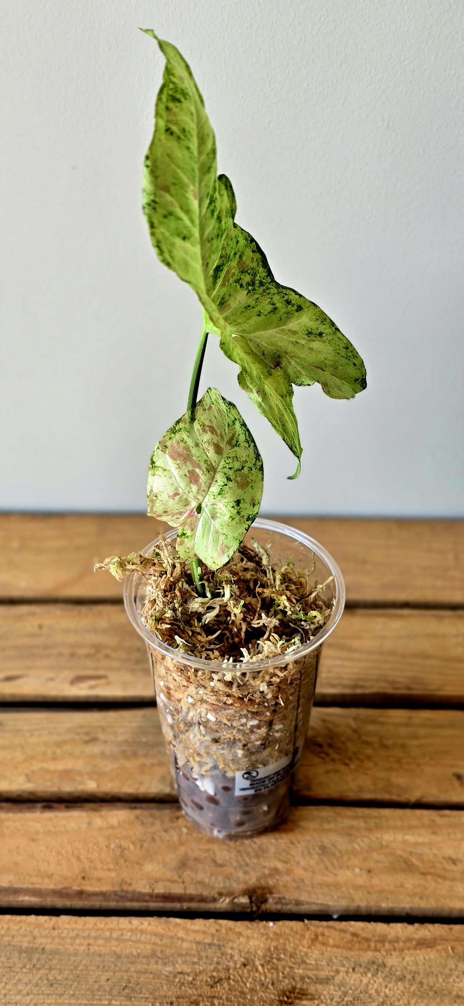 Syngonium Yok Siam
