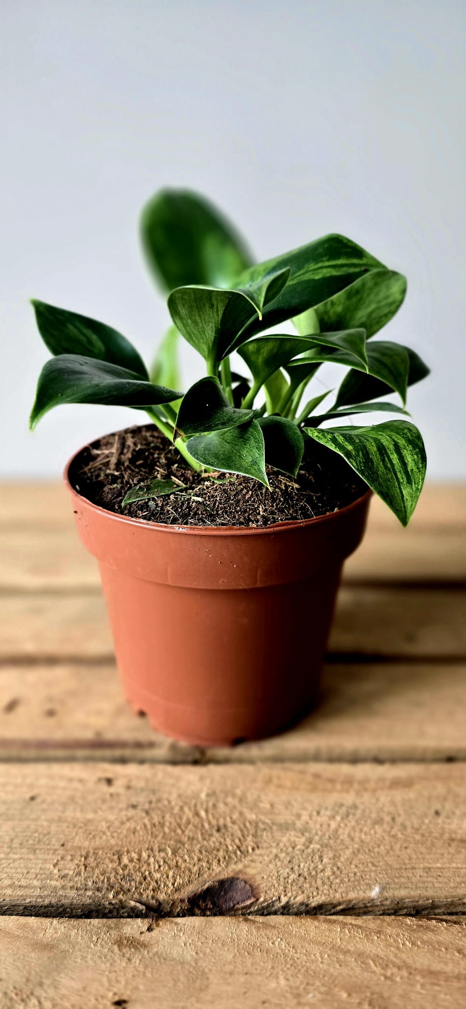 Philodendron Green Princess Variegata