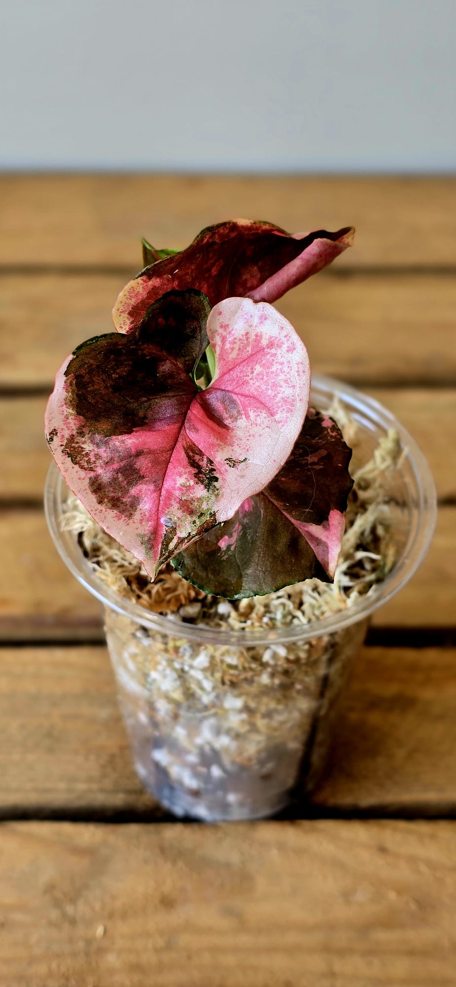 Syngonium Strawberry Ice Galaxy