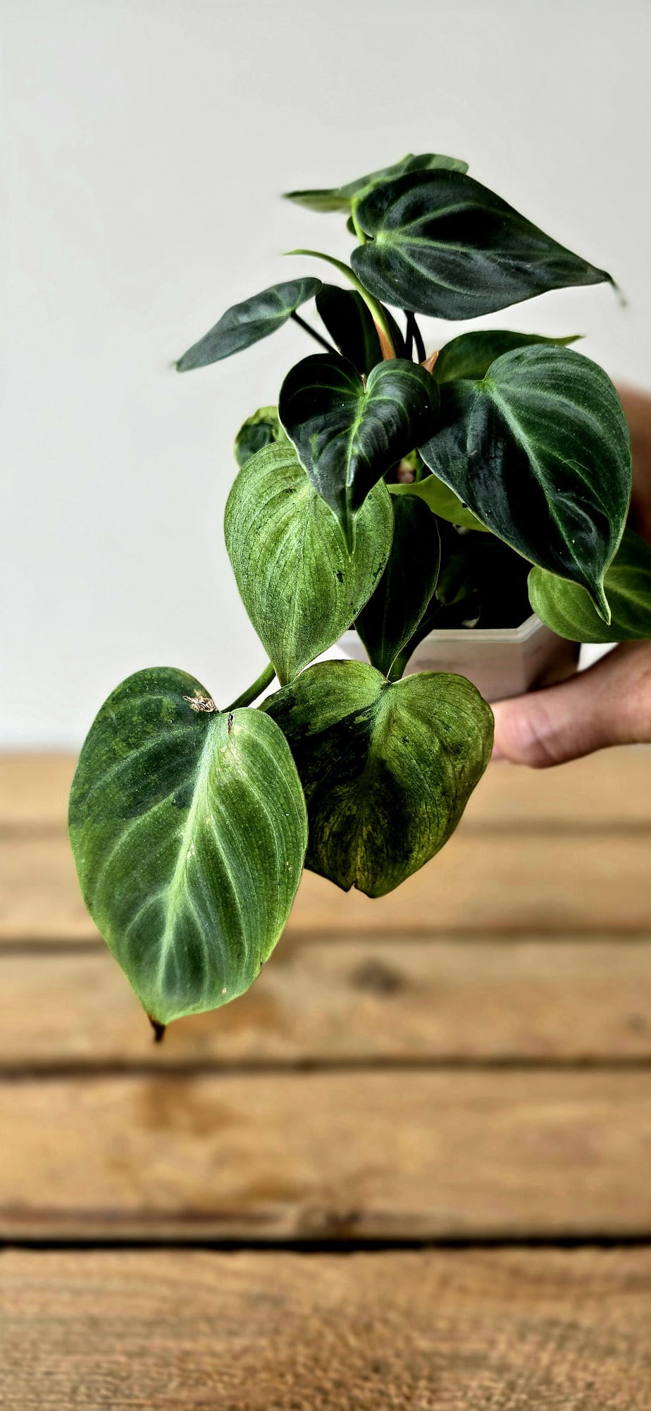 Philodendron El Choco Mint Variegata