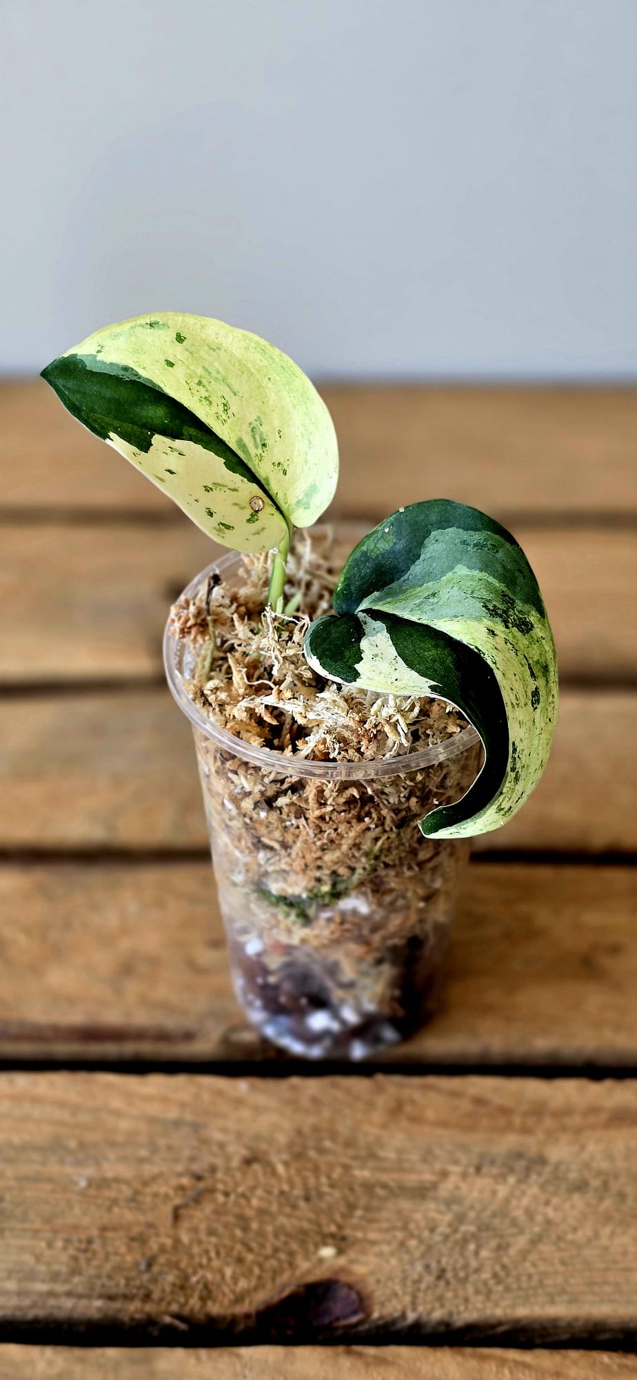 Scindapsus Jade Satin Variegata
