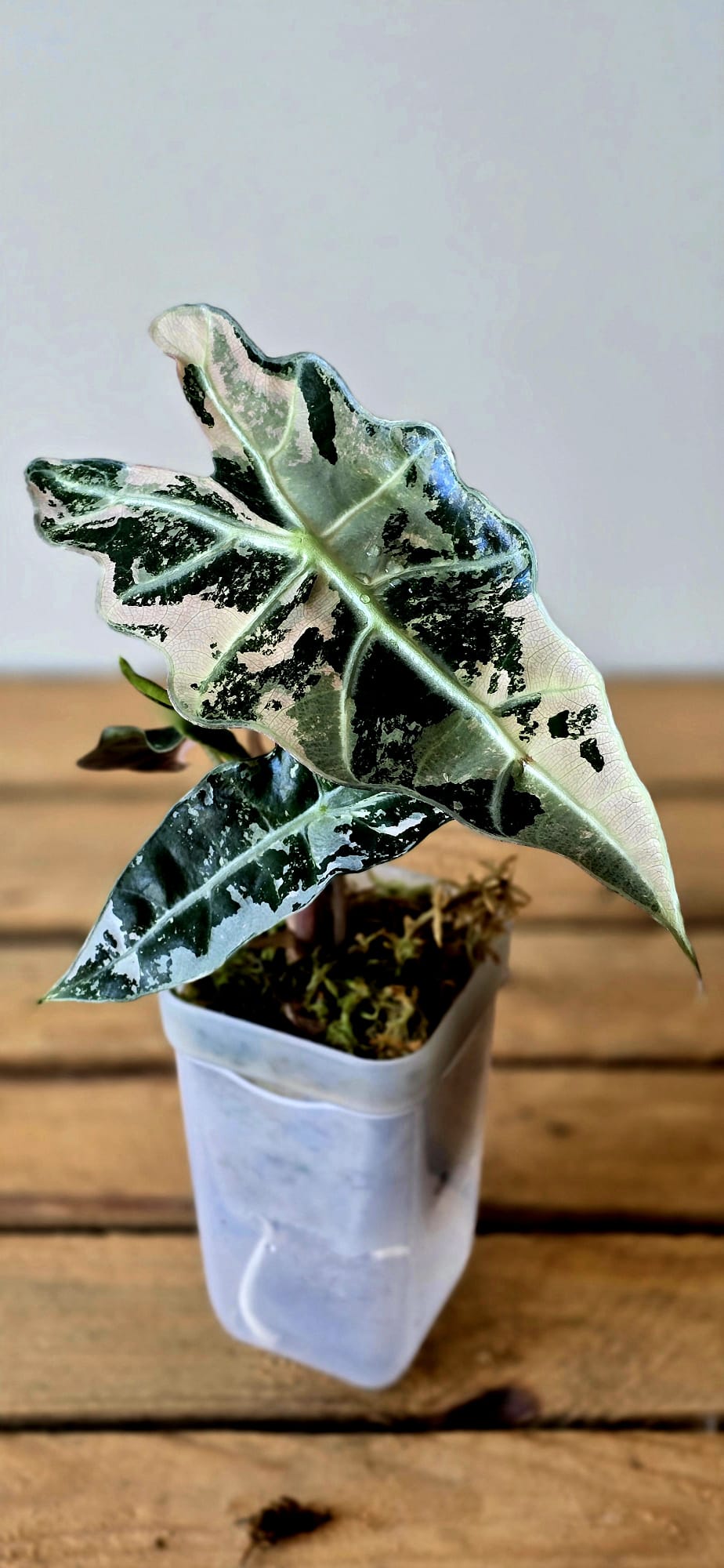 Alocasia Polly Pink Variegata