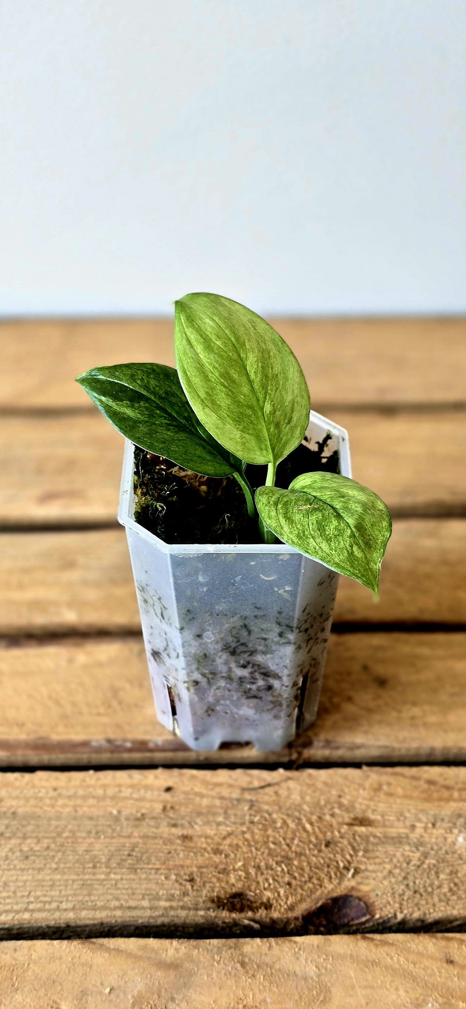 Scindapsus Parakensis Variegata