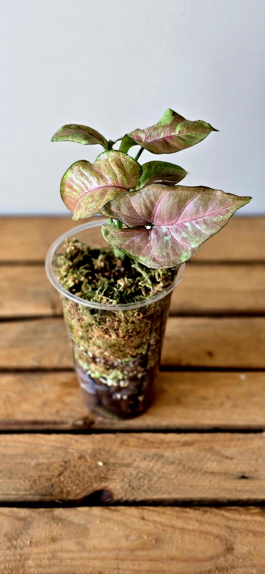 Syngonium Pink Drizzle Tricolor