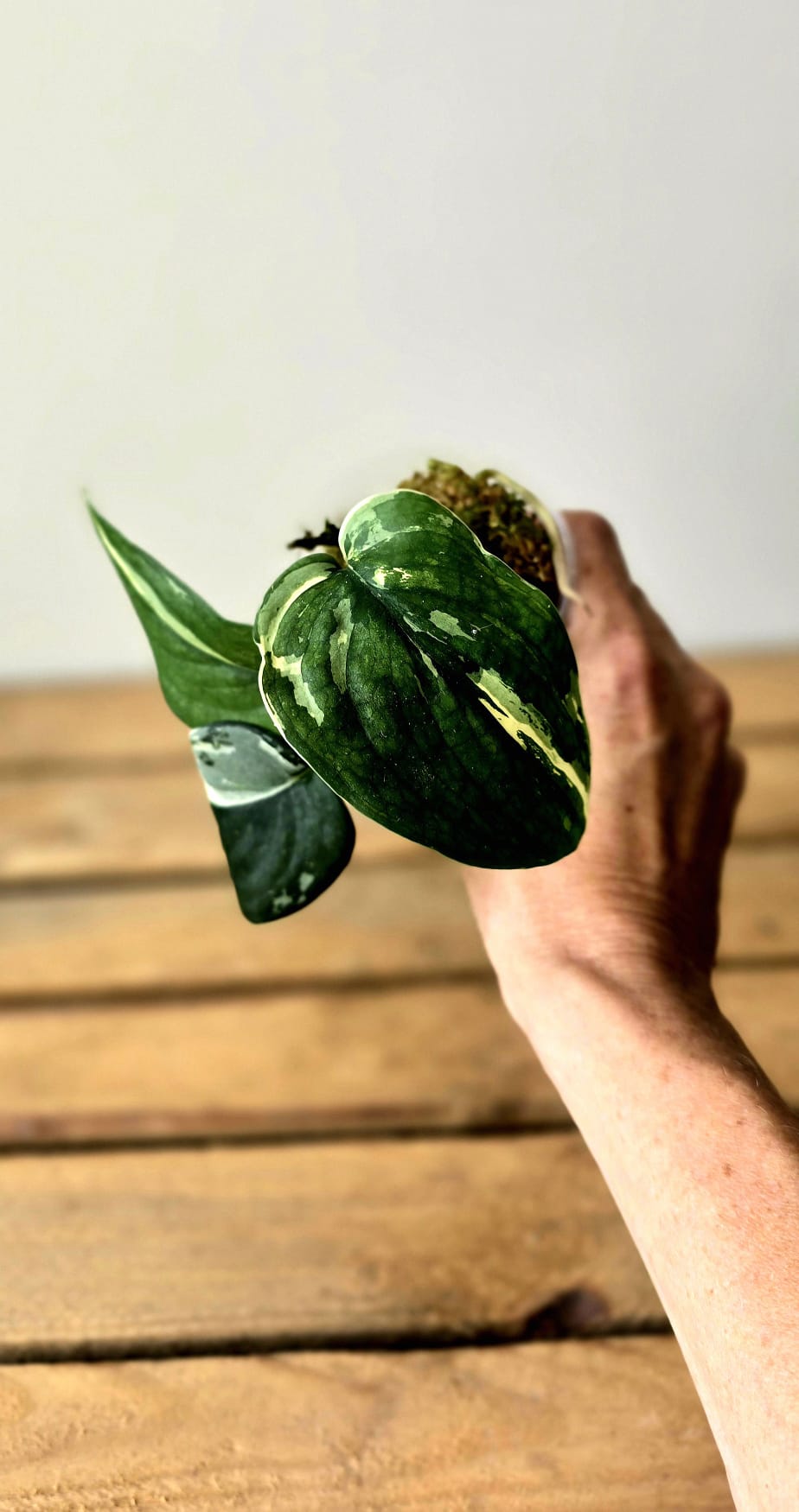Scindapsus Jade Satin Variegata
