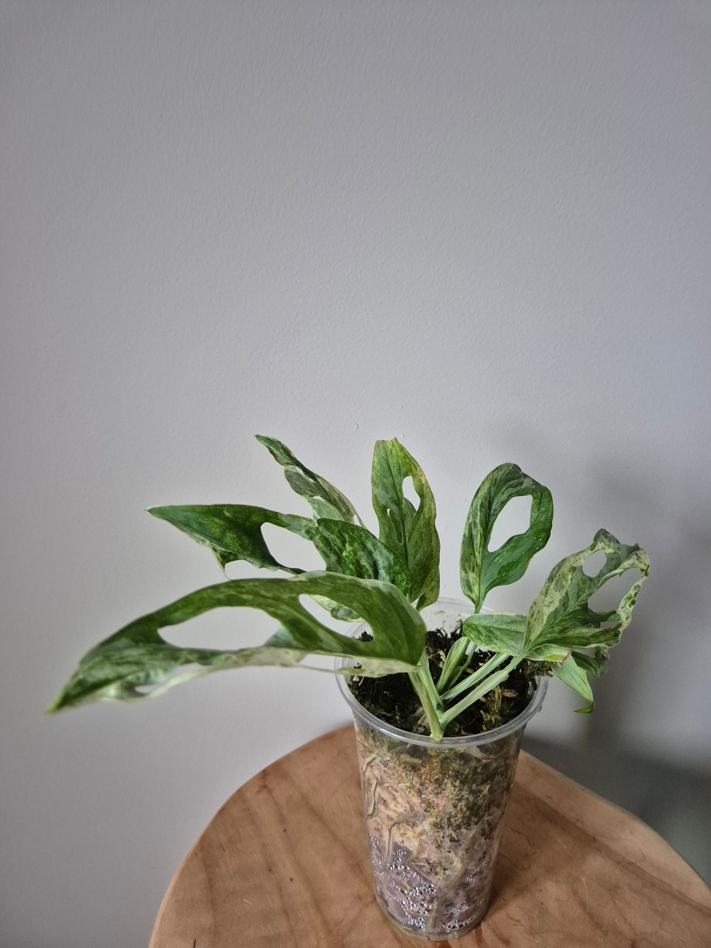 Monstera Indonesian Marble