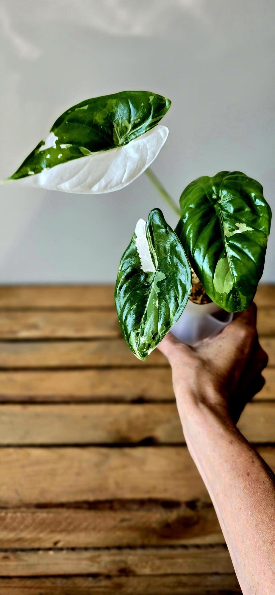Alocasia Fornicata Albo Variegata