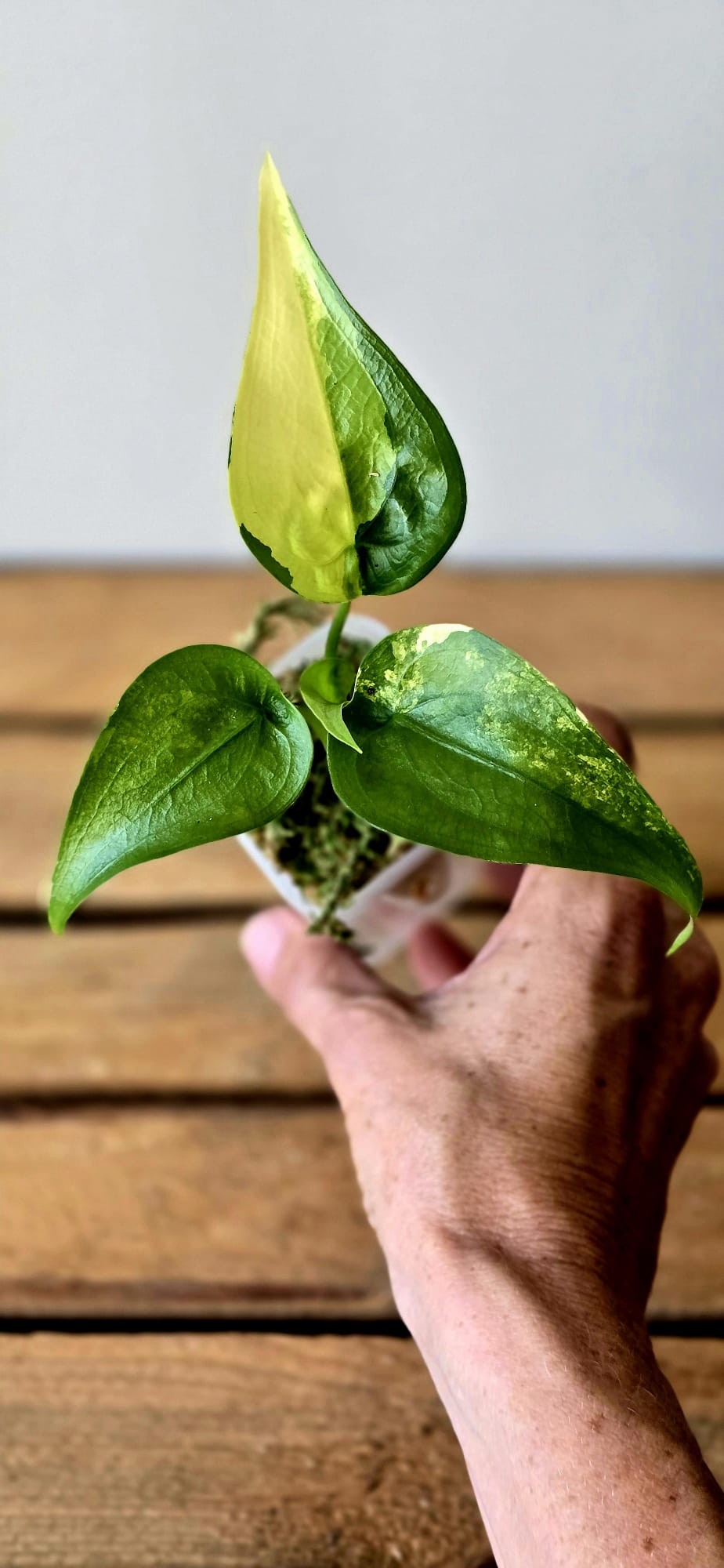 Alocasia Cucullata Aurea Variegata