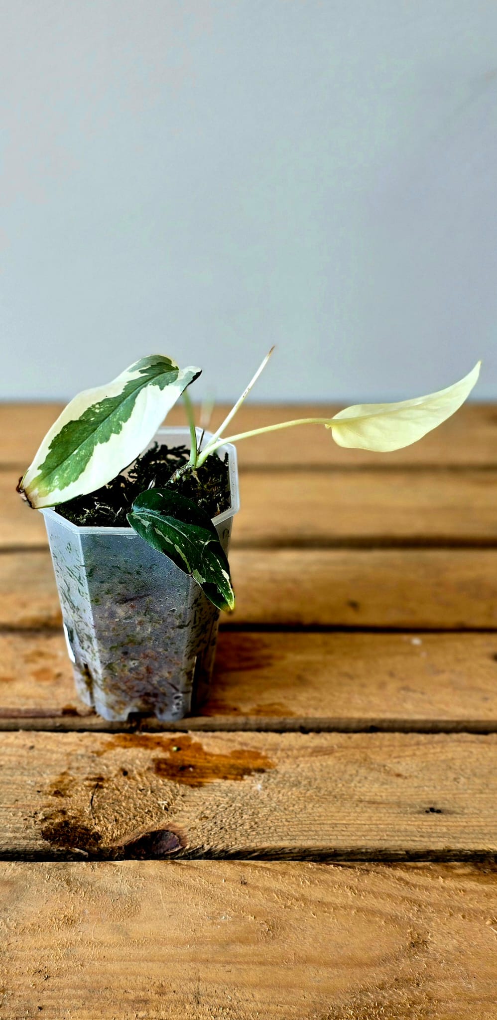 Epipremnum Pinnatum Albo Mutation