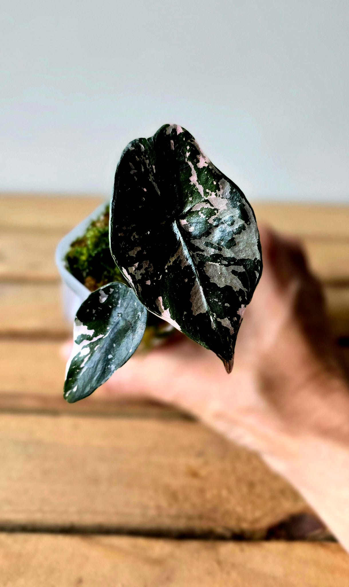 Alocasia Chantrieri Pink Variegata