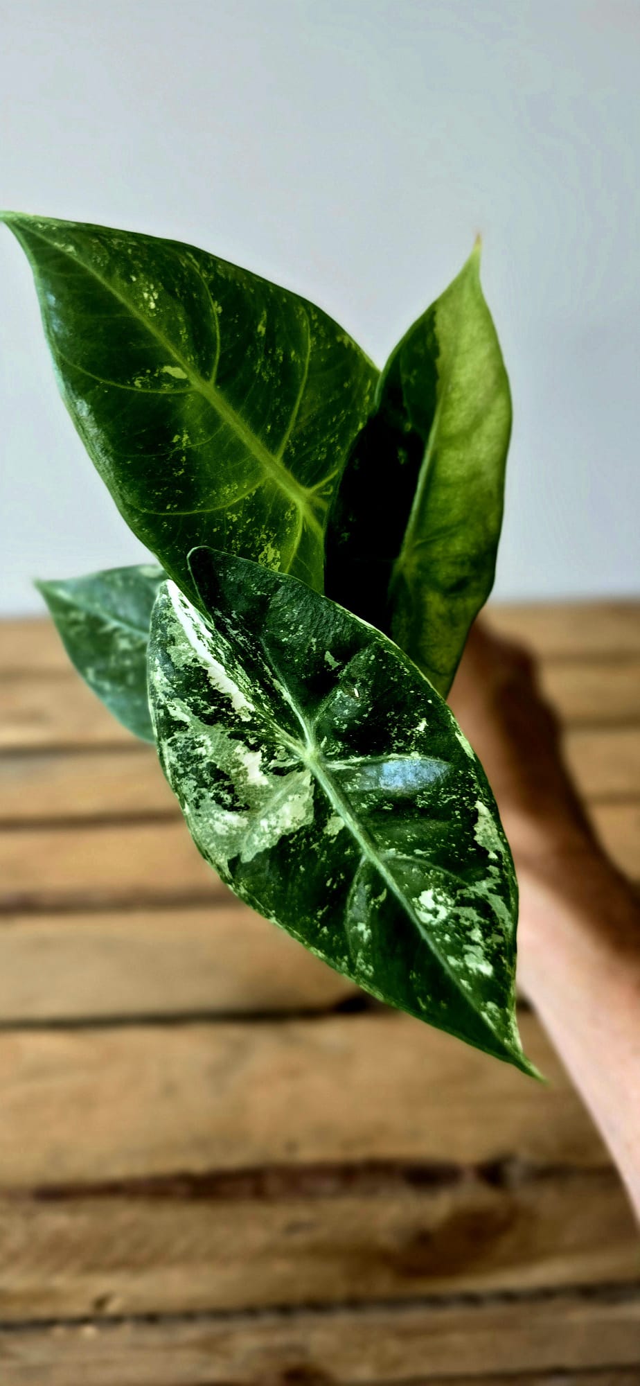 Alocasia Pink Dragon Albo Variegata