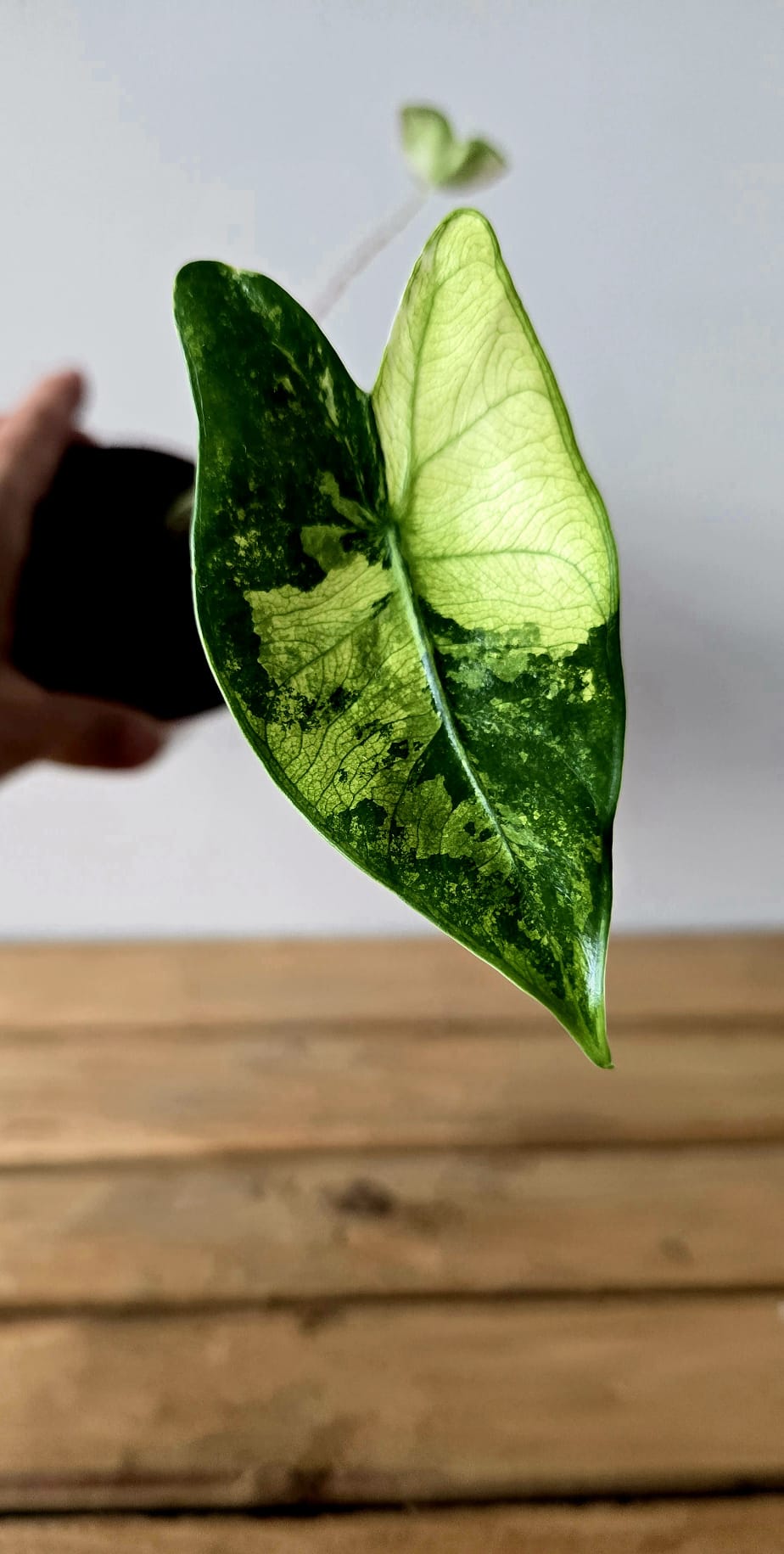 Alocasia Zebrina Variegata