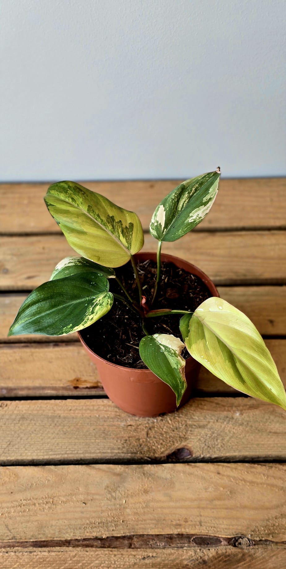 Philodendron Summer Glory Variegata