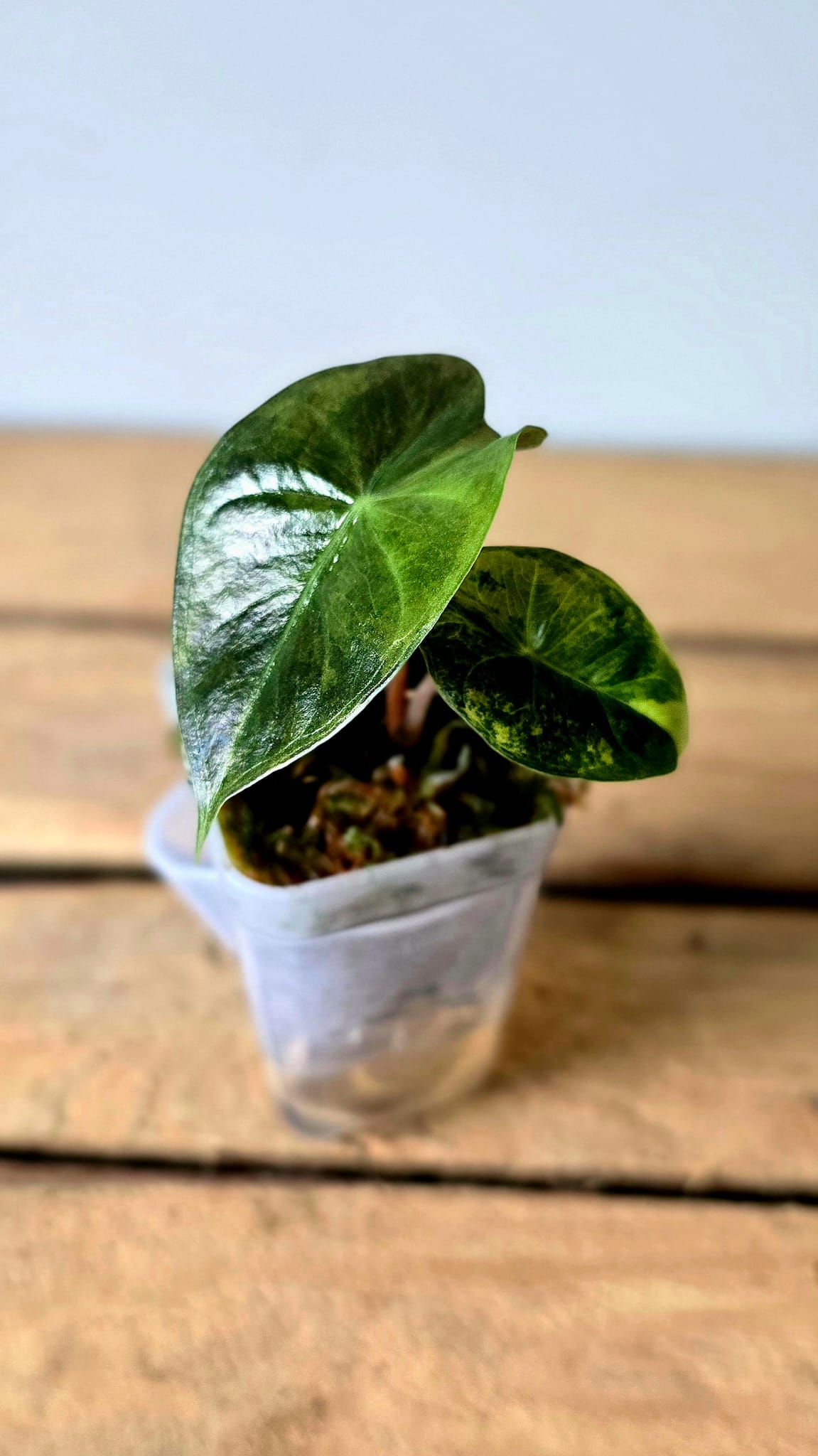 Alocasia Pink Dragon Aurea