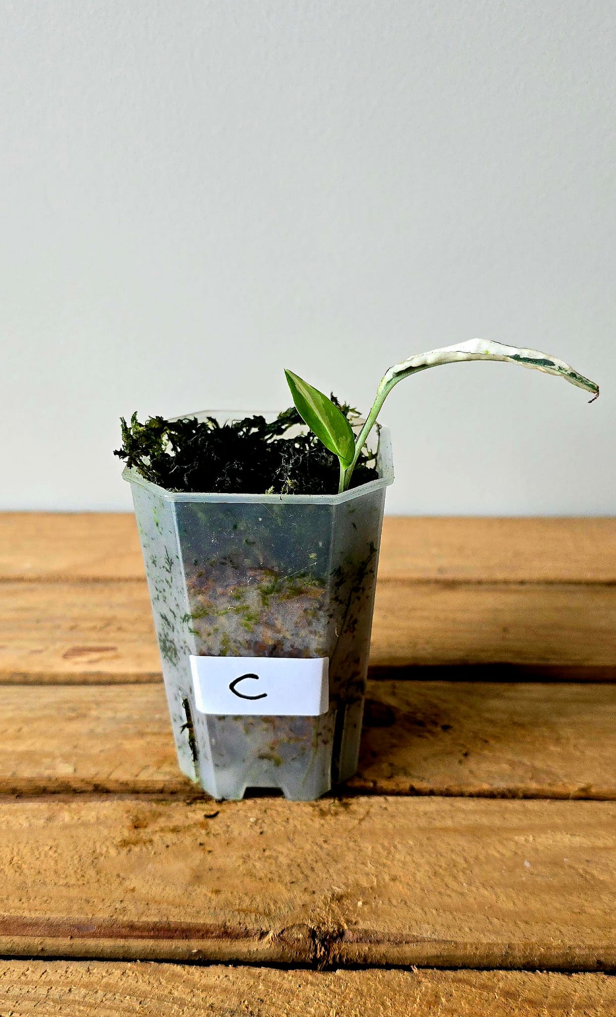 Epipremnum Pinnatum Albo Mutation