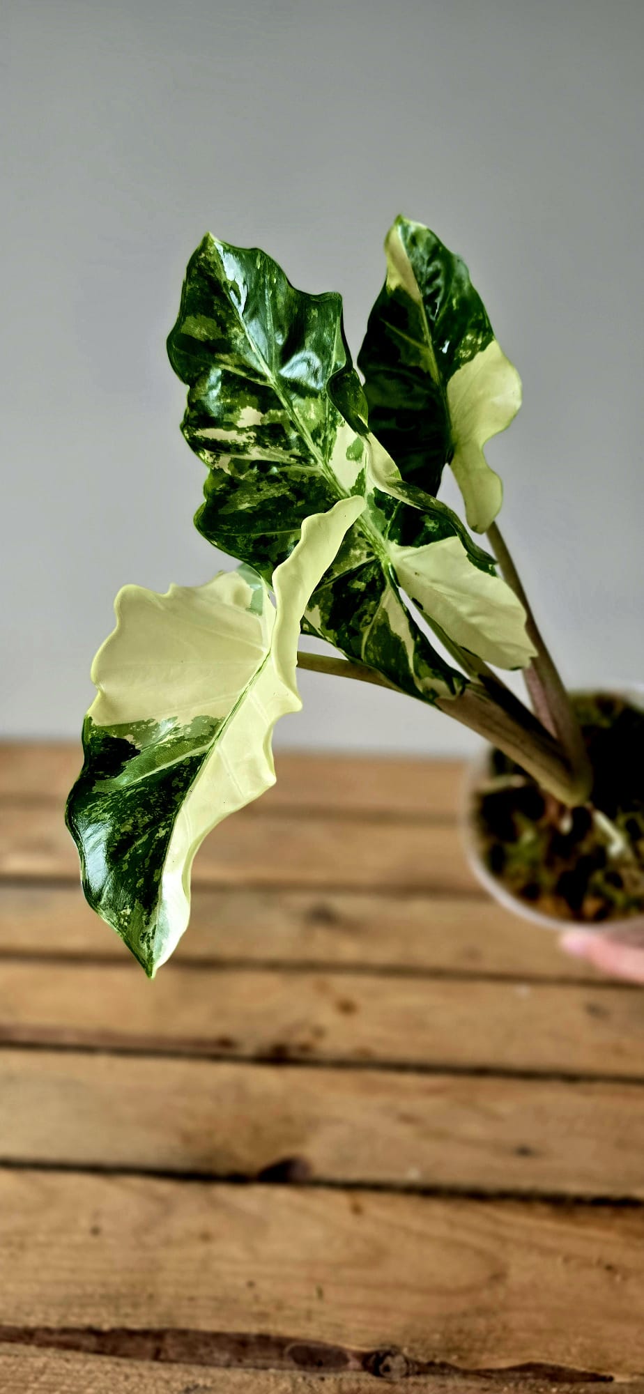 Alocasia Lowrider Albo