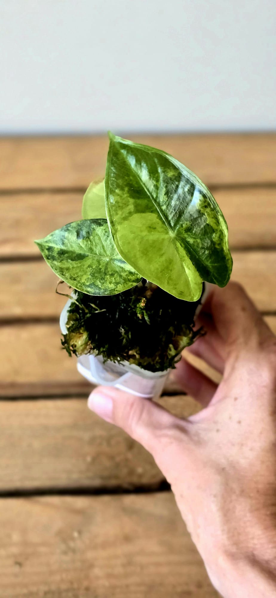 Alocasia Pink Dragon Variegata