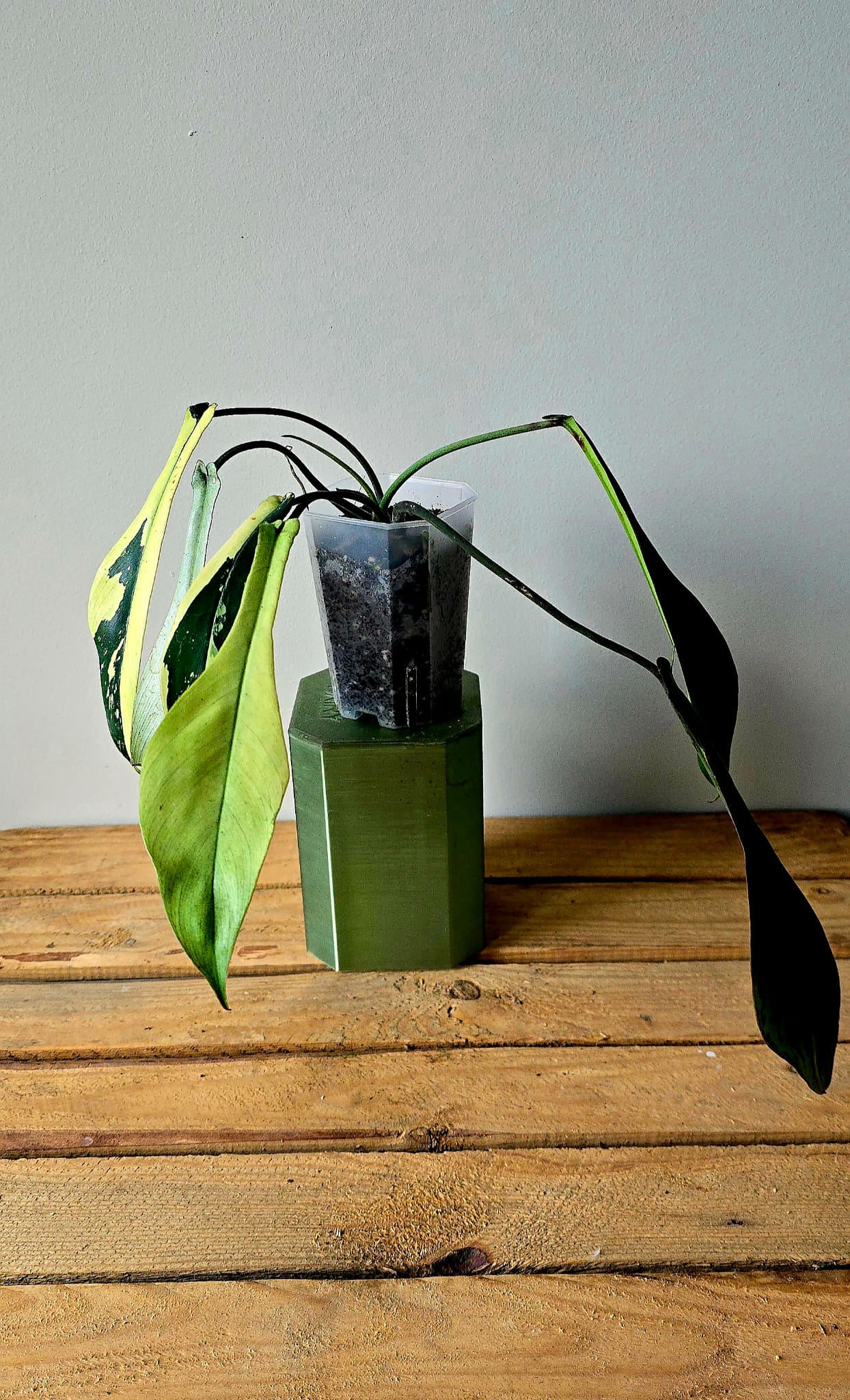 Philodendron Joepii Variegata