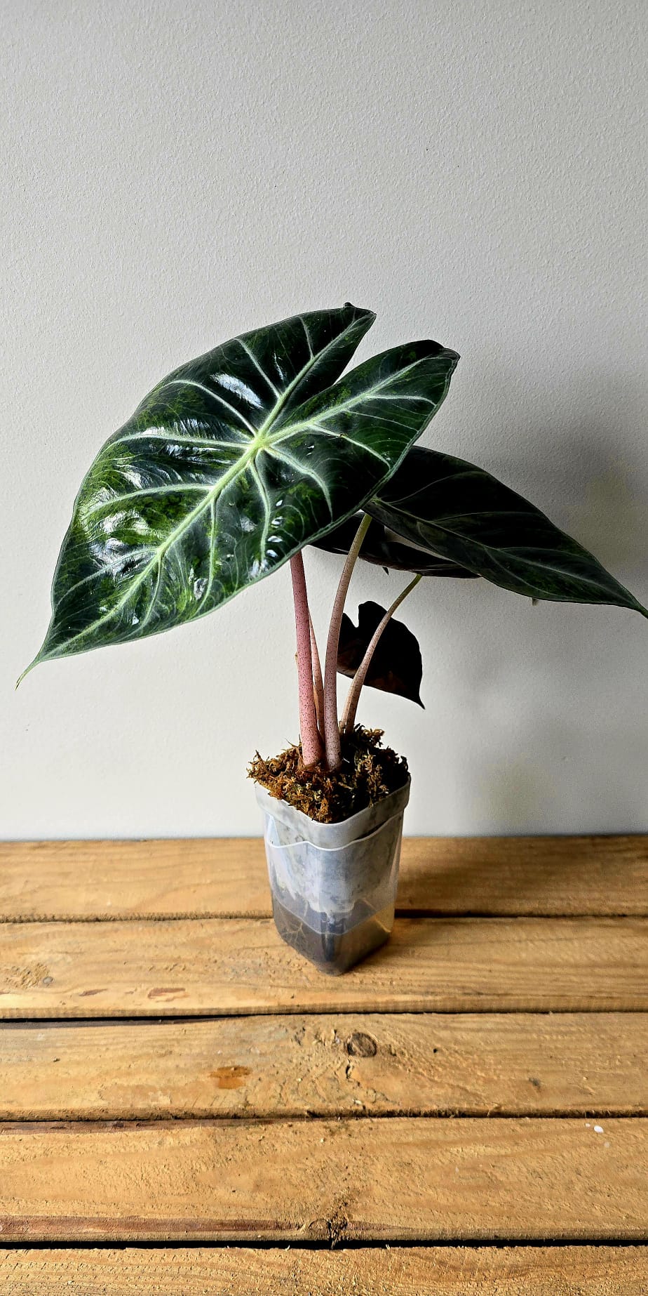 Alocasia Pink Dragon Variegata