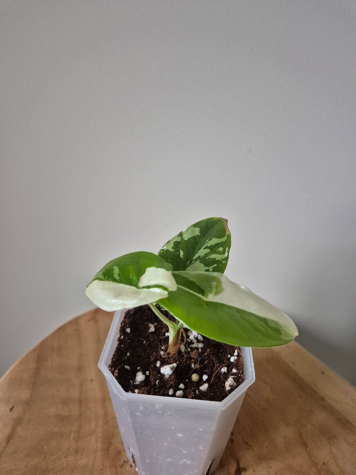 Alocasia Fornicata Albo