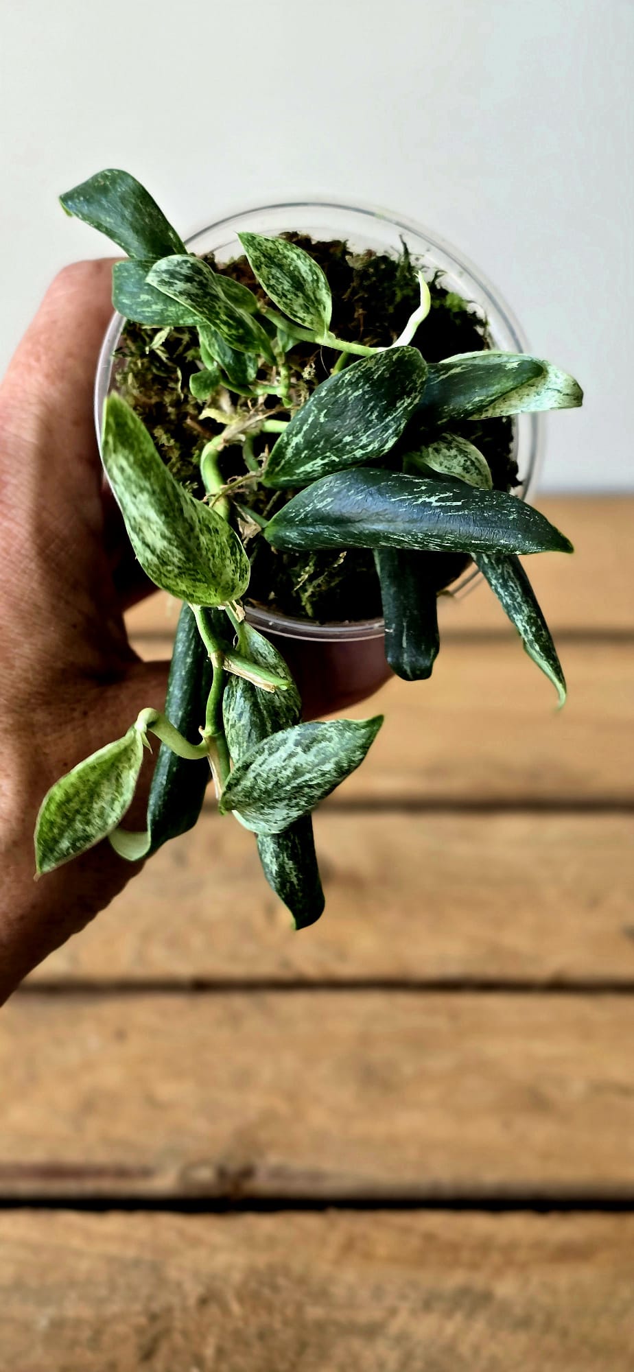 Rhaphidophora Elliptica Mint