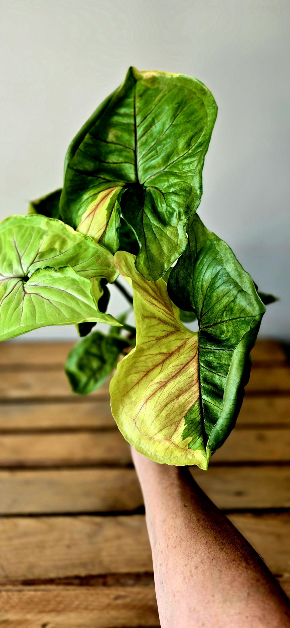 Syngonium Mango Allusion
