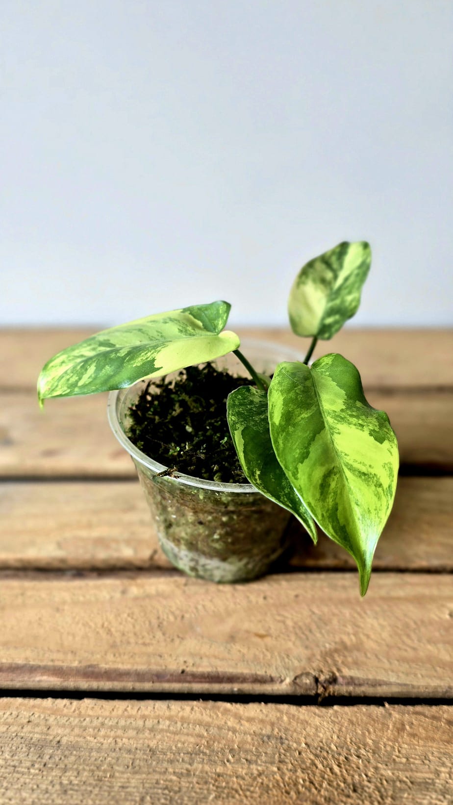 Philodendron Jennifer Variegata