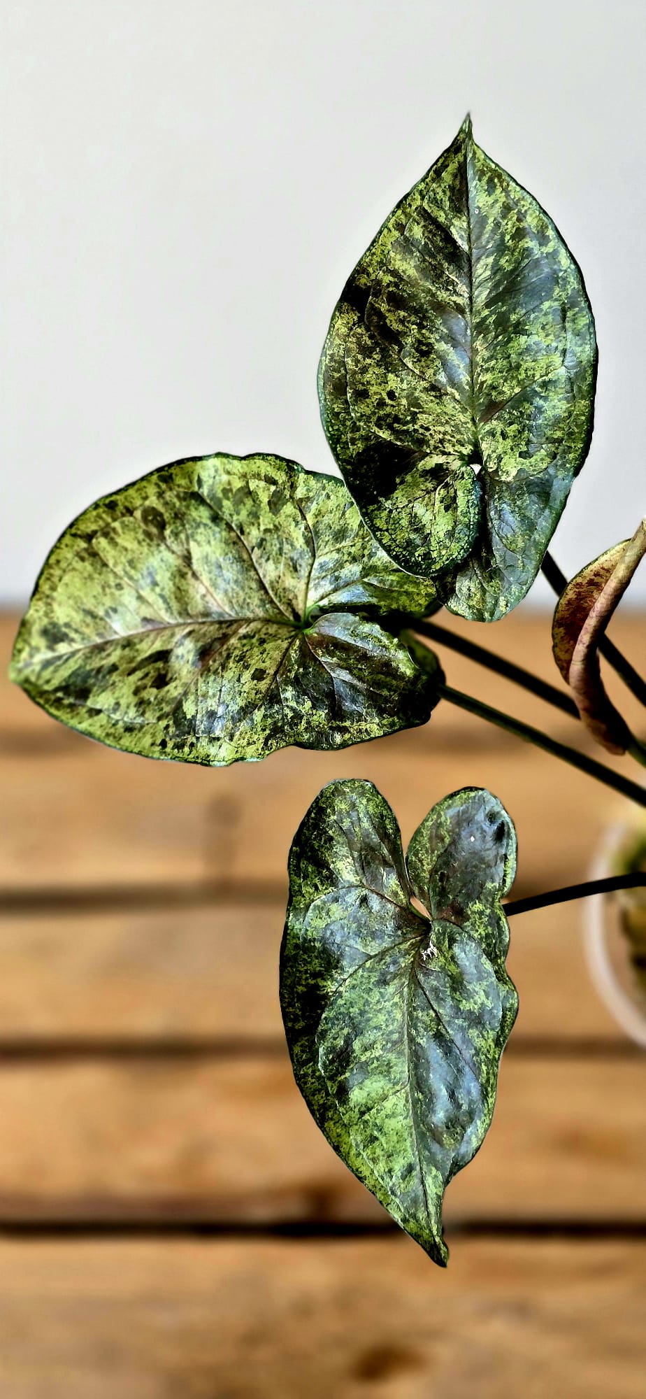Syngonium Green Rooibos