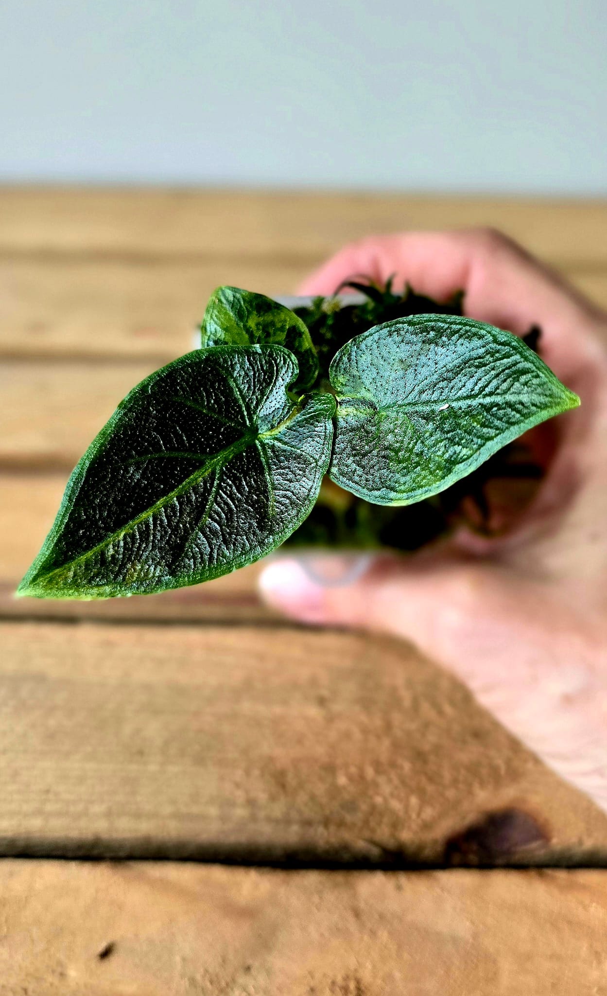 Alocasia Antorro Velvet Aurea Variegata