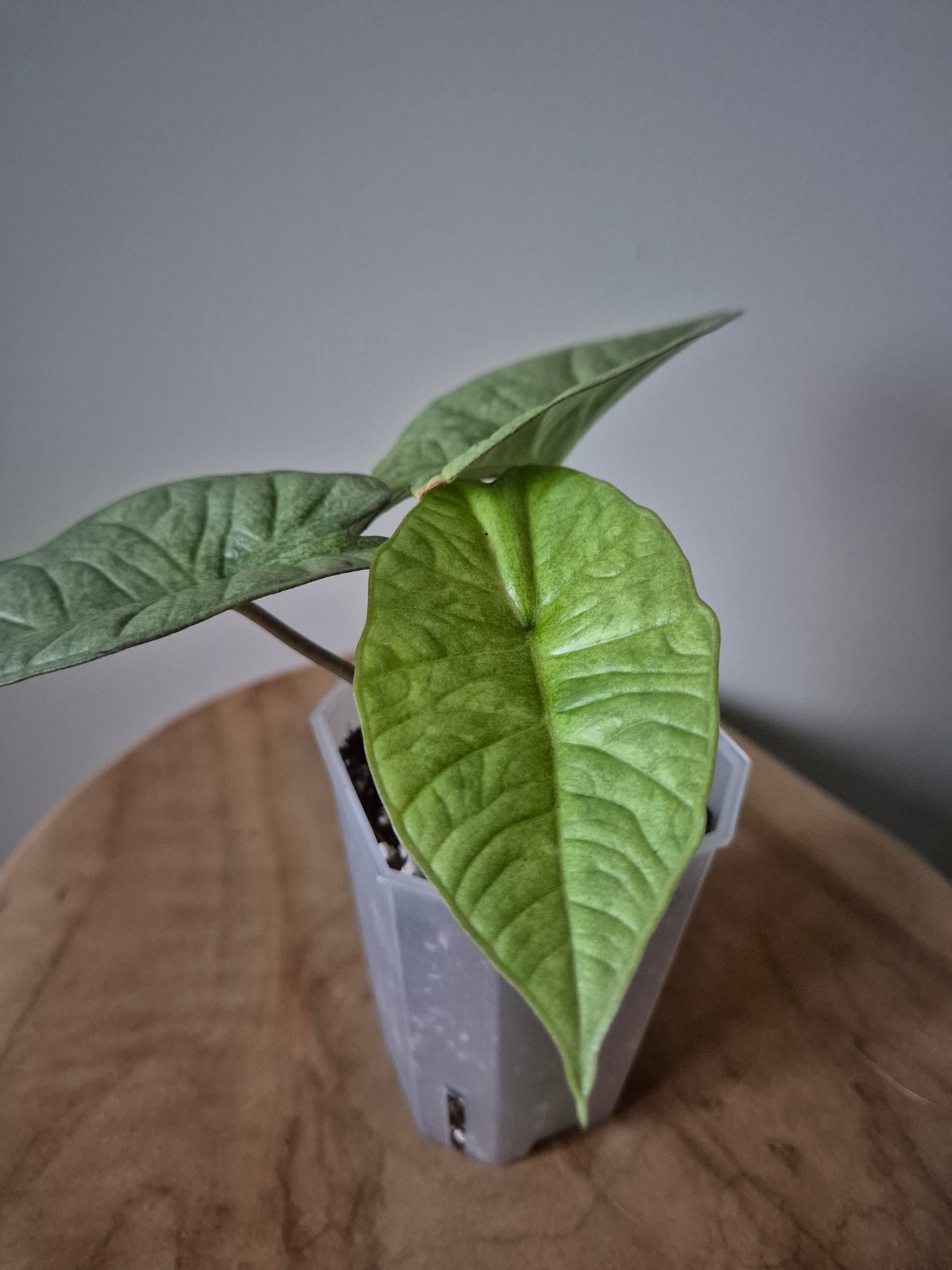 Alocasia Platinum Marble