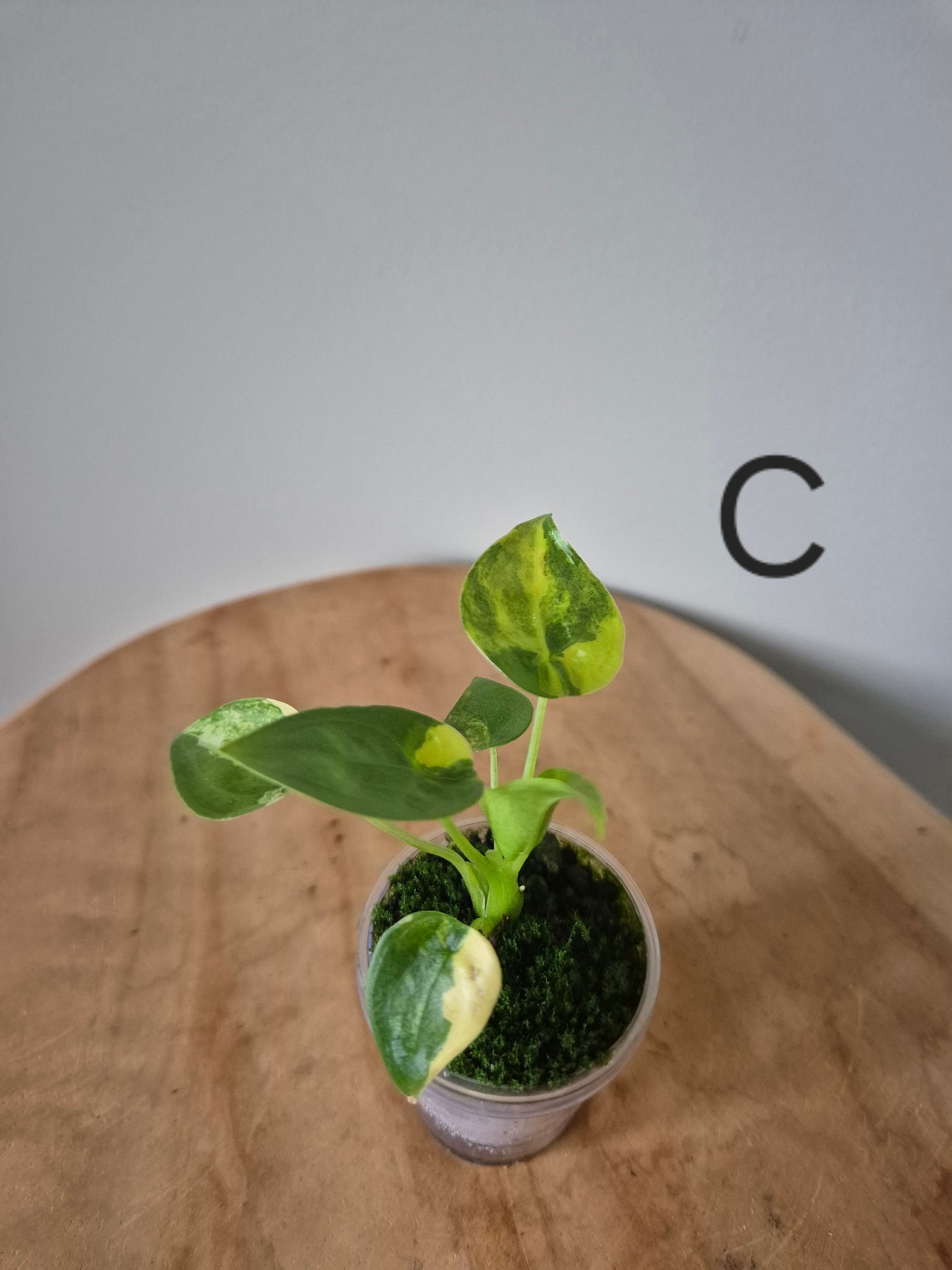 Alocasia Cuculata Aurea