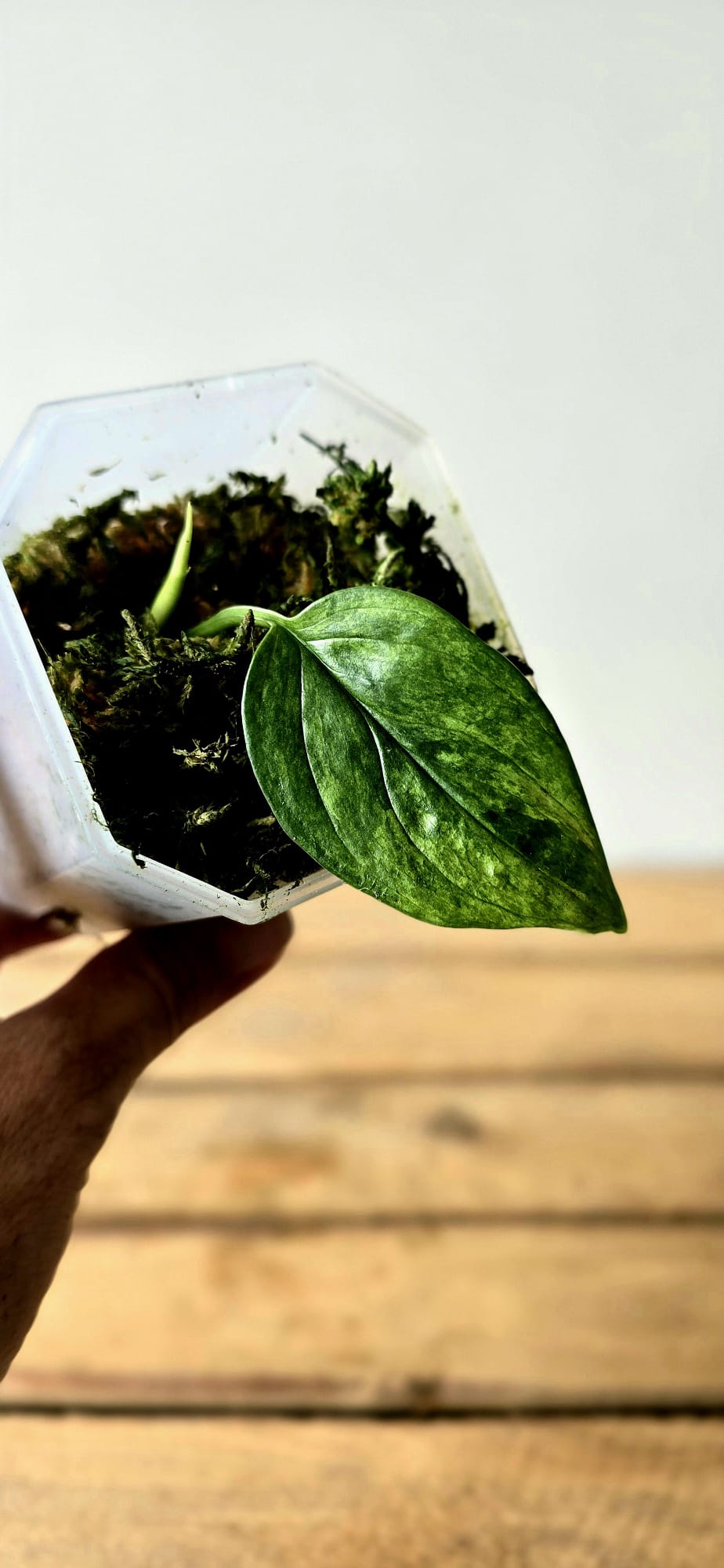 Scindapsus Parakensis Variegata