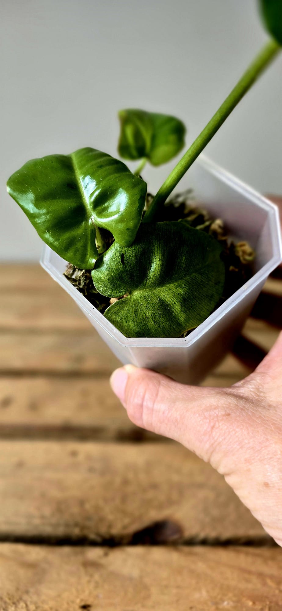 Philodendron Burle Marx Verde