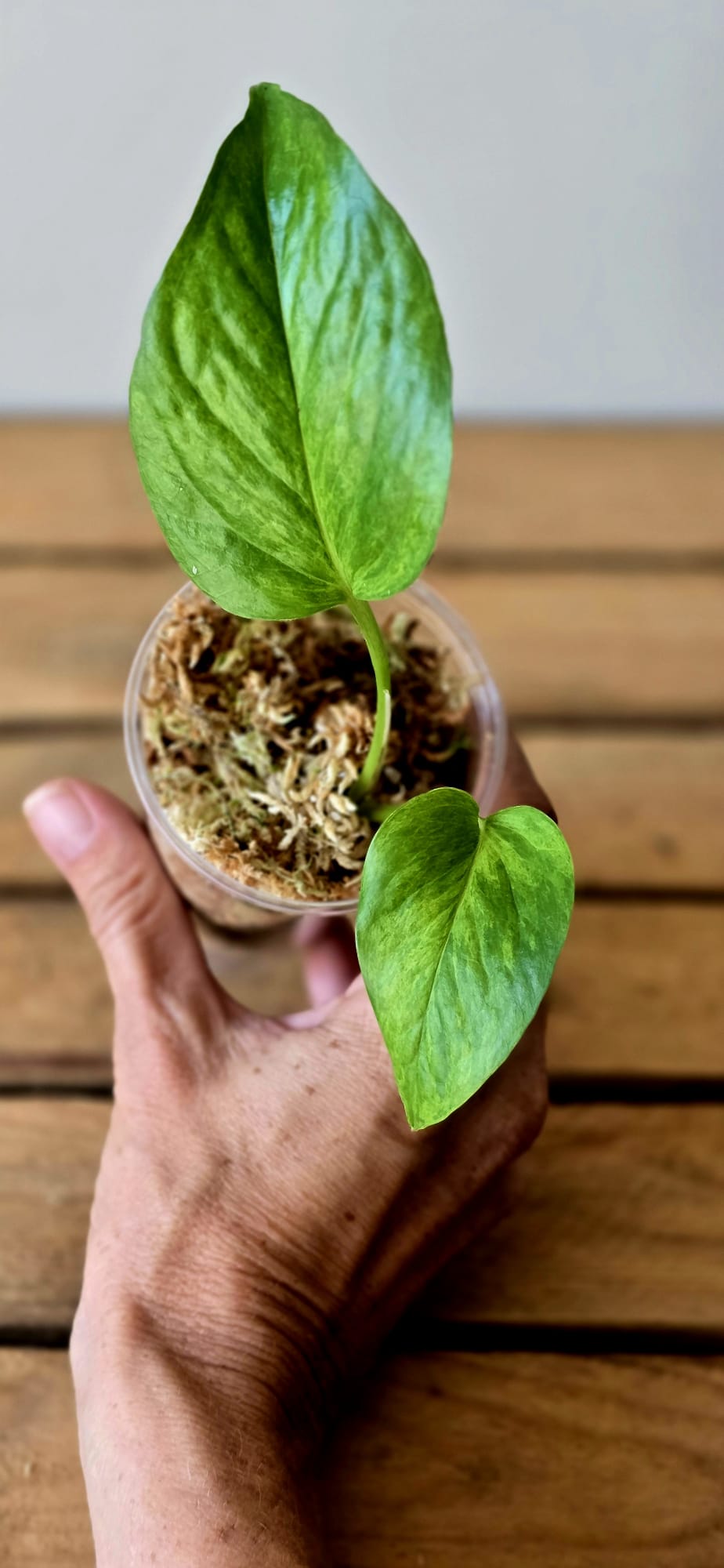 Epipremnum Jessenia