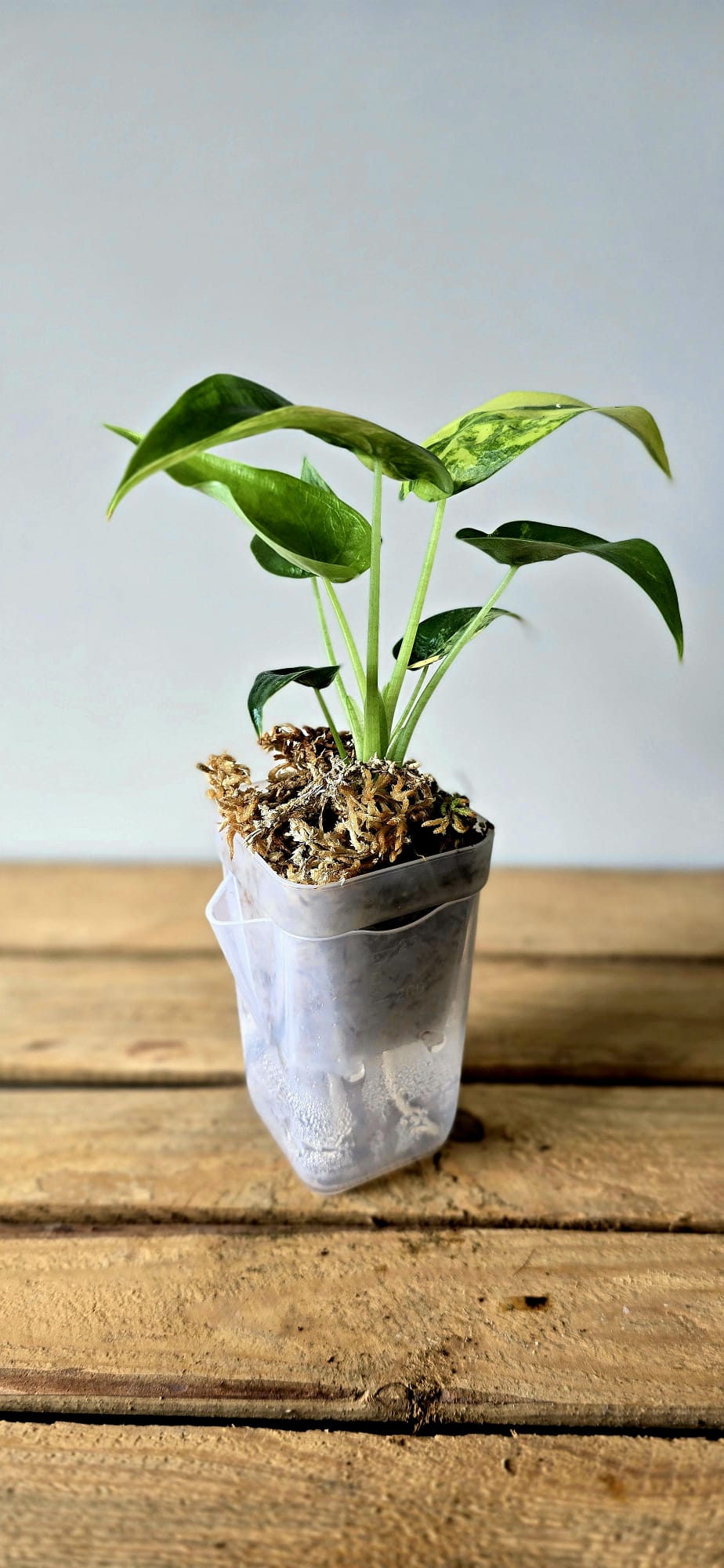 Alocasia Cuculata Aurea Variegata