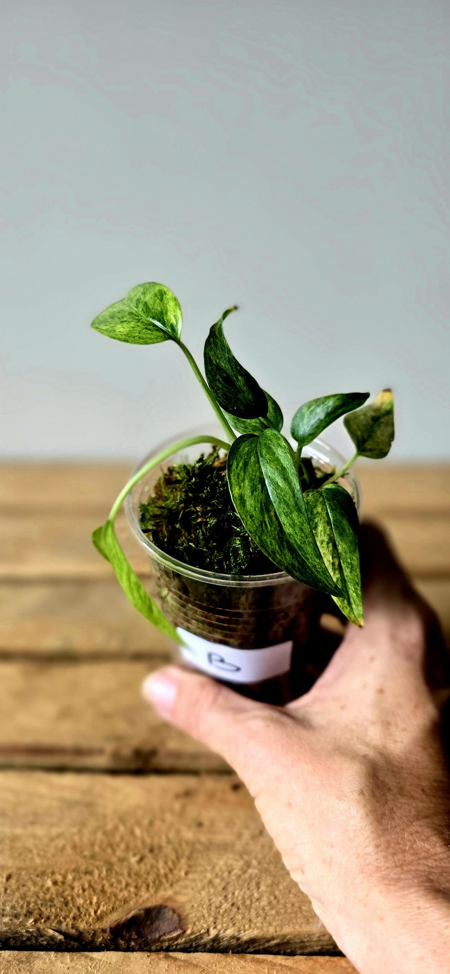 Epipremnum Pinnatum Aurea Mint