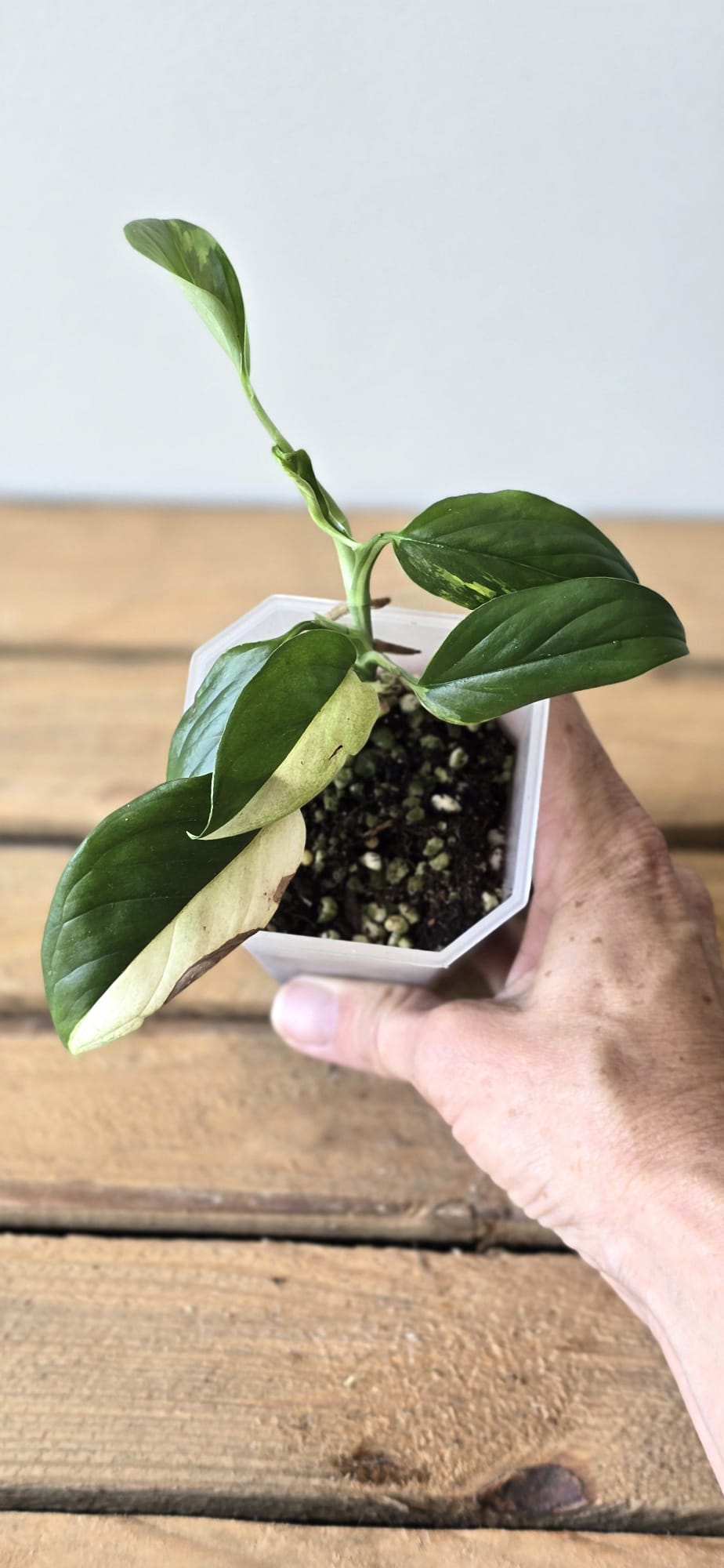 Monstera Acacoyaguensis Variegata
